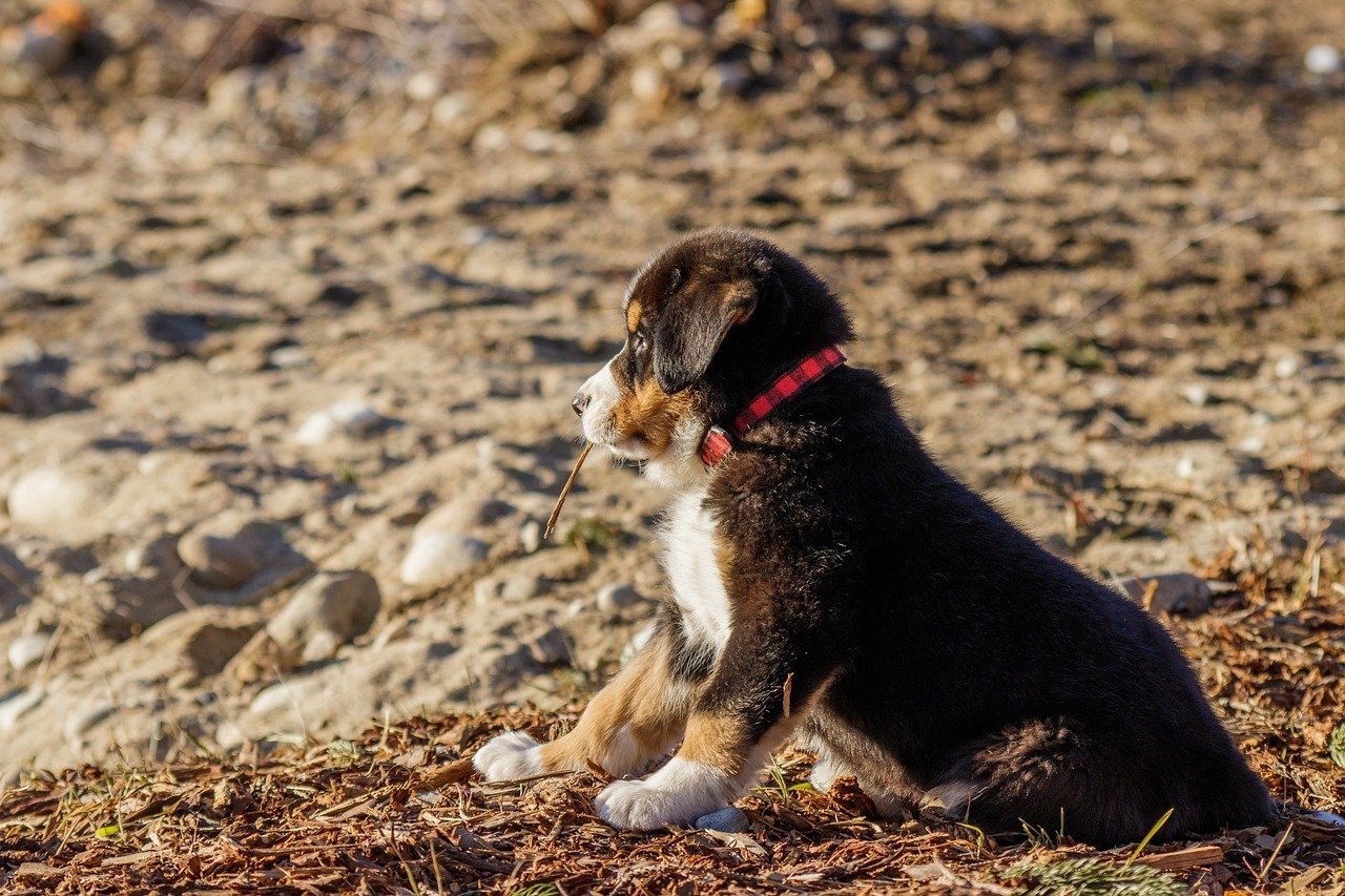 Een hond op het strand van Terschelling